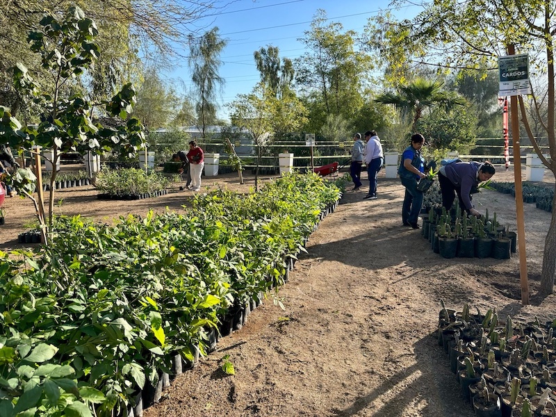 INICIA GOBIERNO DE MEXICALI CON LA CAMPAÑA DE DONACIÓN DE ÁRBOLES Y PLANTAS