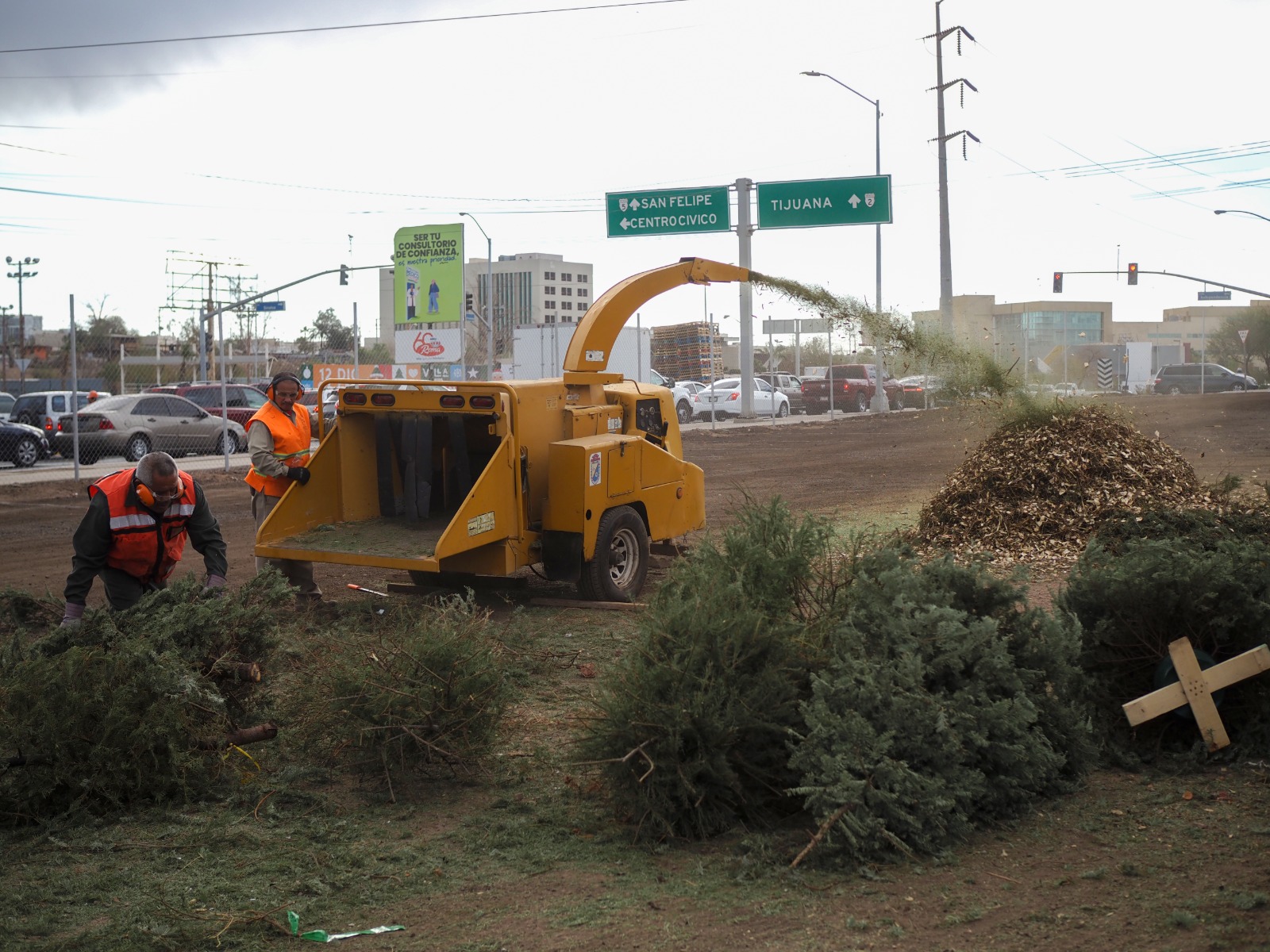 GOBIERNO DE MEXICALI HABILITA 11 CENTROS DE ACOPIO DE PINOS NAVIDEÑOS NATURALES