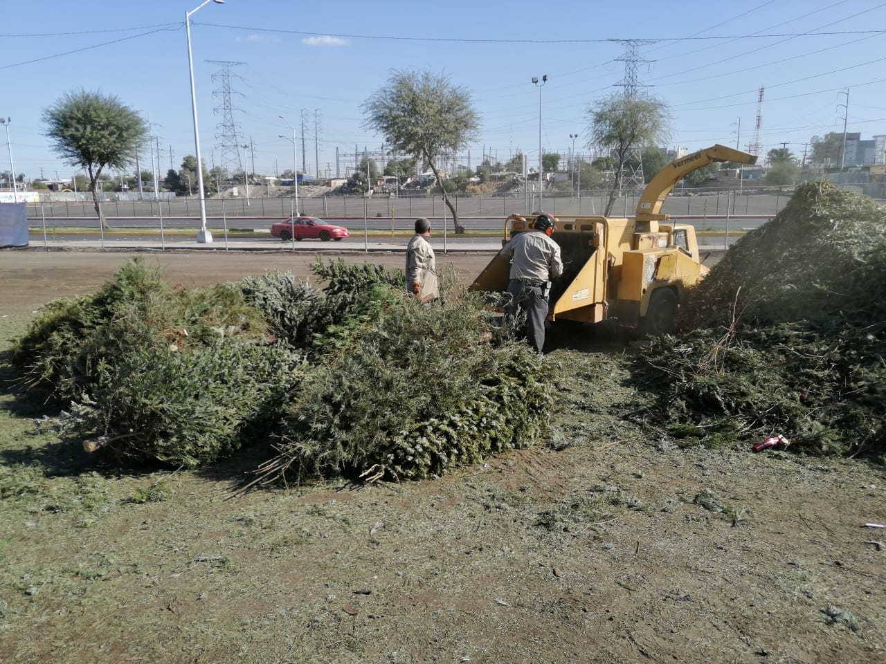 CONTINÚAN ABIERTOS CENTROS DE ACOPIO DE PINOS NAVIDEÑOS